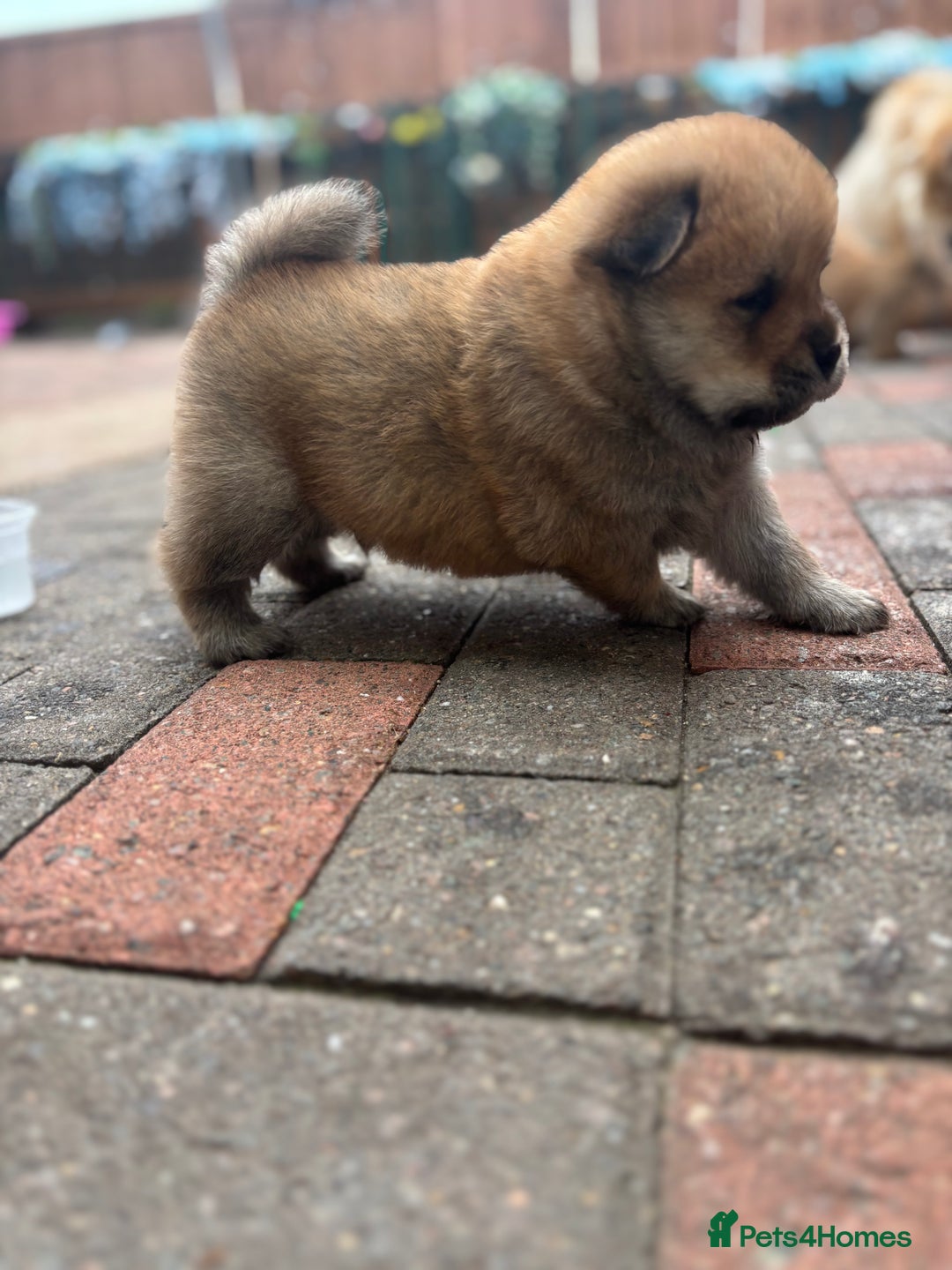 Chow Chow dogs for sale: chow chow puppies  - Image 19
