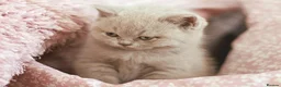 British Shorthair cats for sale: TICA Registerd Chocolate & Lilac - Advert 5