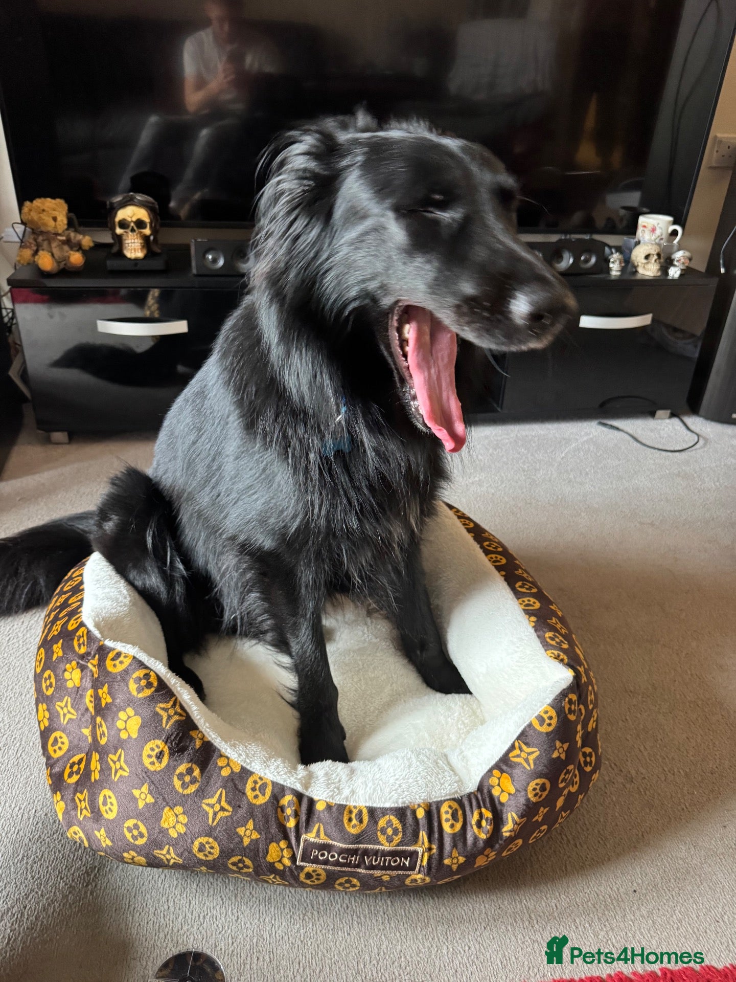 Mixed Breed dogs Border collie x German Shepard  - Advert 1