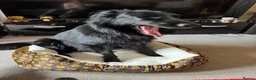 Mixed Breed dogs for sale: Border collie x German Shepard  - Advert 1