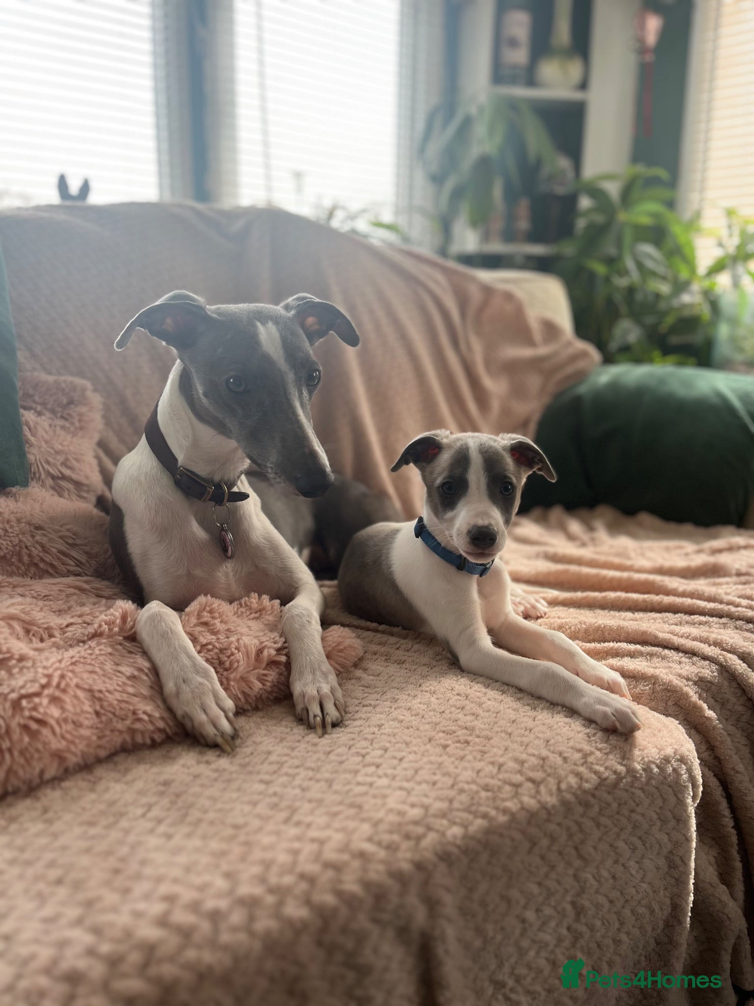 Whippet dogs 💕⭐️KC WHIPPET PUPS⭐️ 💕 - Advert 12