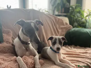 Whippet dogs 💕⭐️KC WHIPPET PUPS⭐️ 💕 - Advert 12