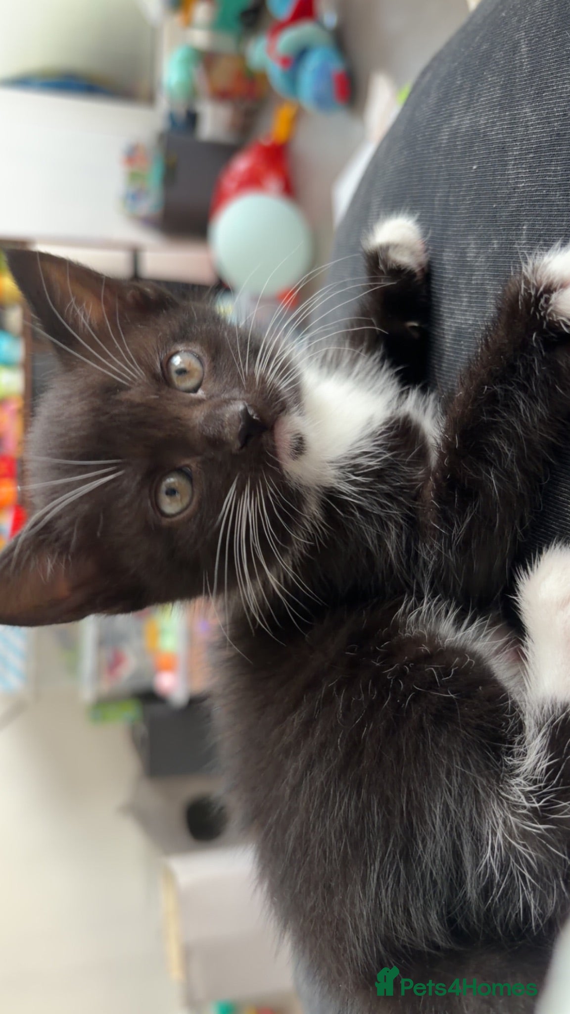 Domestic Shorthair cats Kitten For Sale - Advert 16