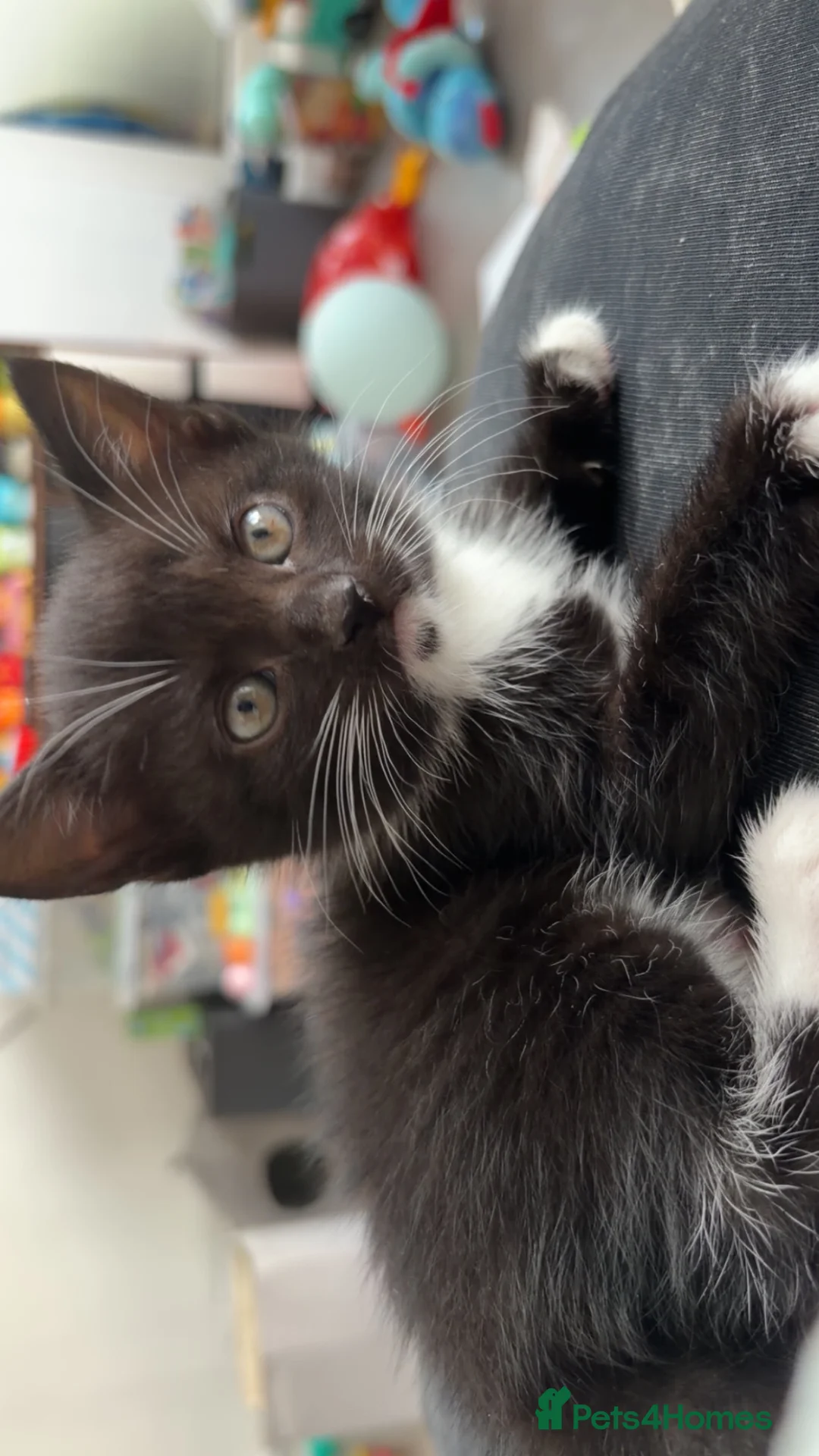 Domestic Shorthair cats for sale: Kitten For Sale in Southampton - Advert 1