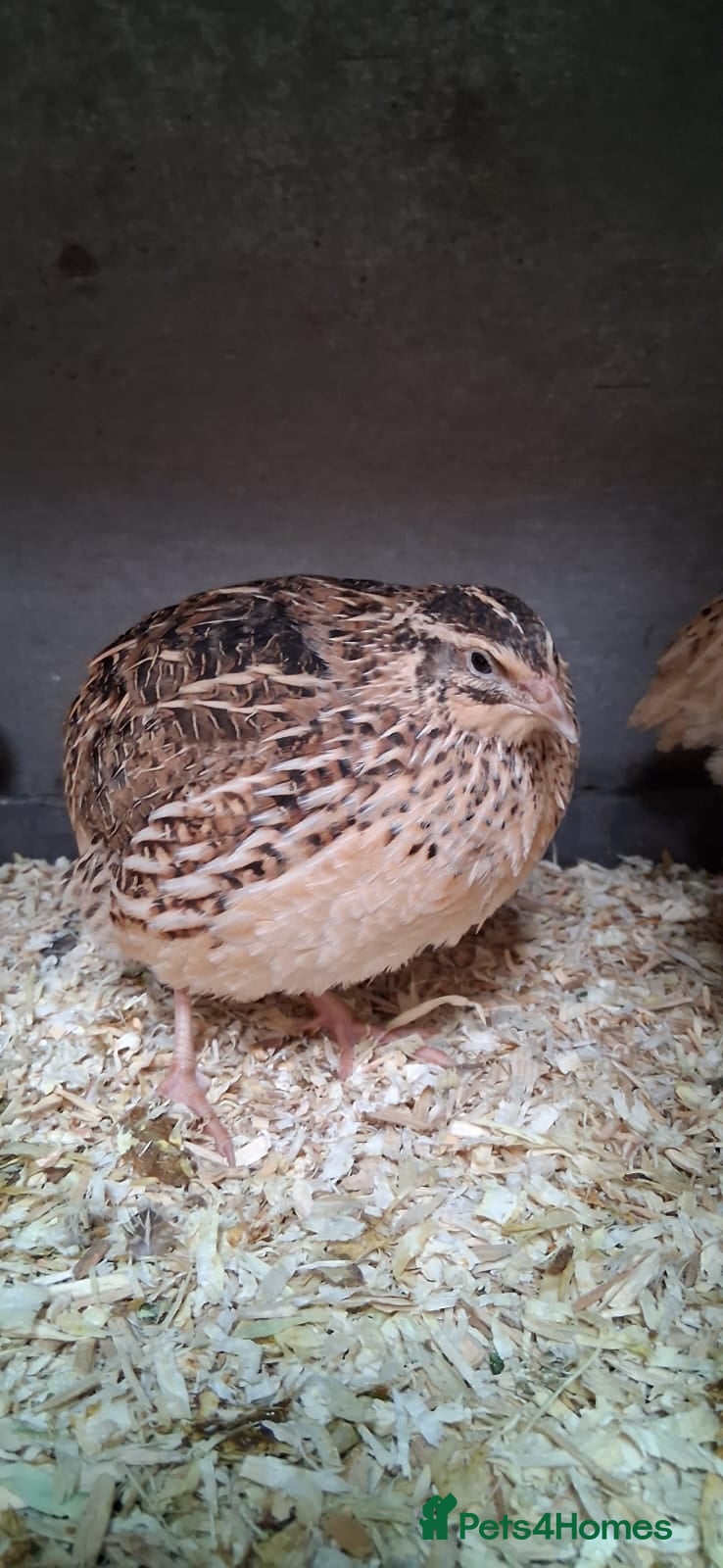 Mixed Breed birds Coturnix Quail POL - Advert 1
