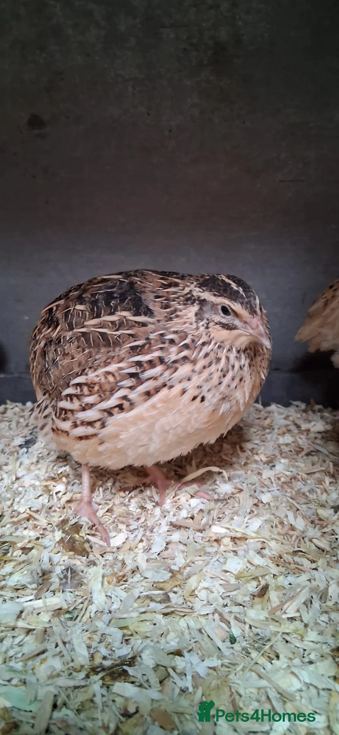 Mixed Breed birds for sale: Coturnix Quail POL in Dudley - Advert 1