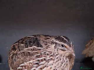 Mixed Breed birds Coturnix Quail POL - Advert 14
