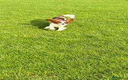 Cavalier King Charles Spaniel dogs for stud: KC registered health tested Blenheim stud in Folkestone - Image 6