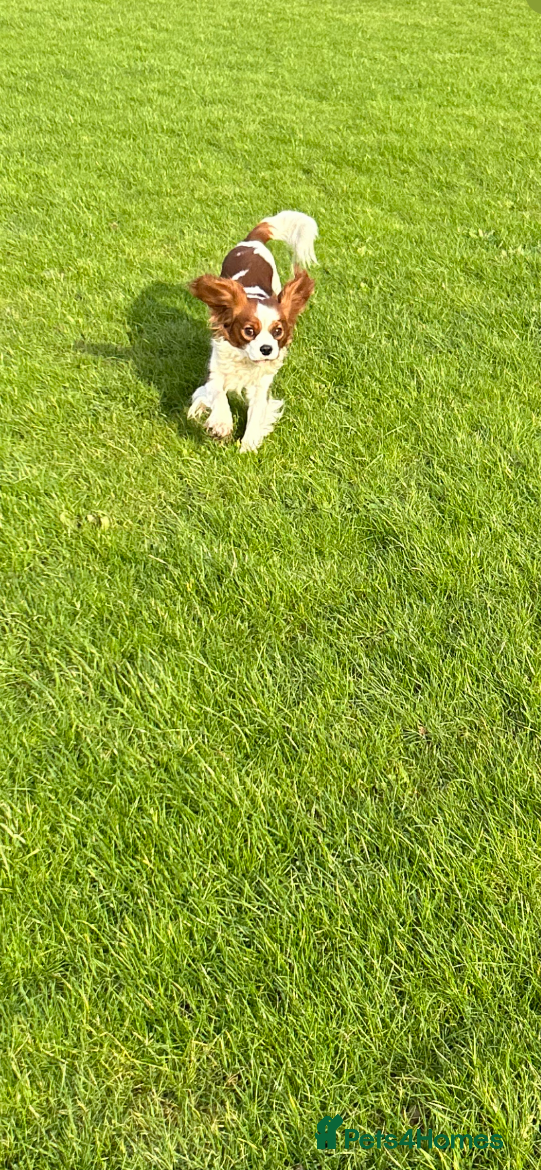 Cavalier King Charles Spaniel dogs for stud: KC registered health tested Blenheim stud in Folkestone - Image 6