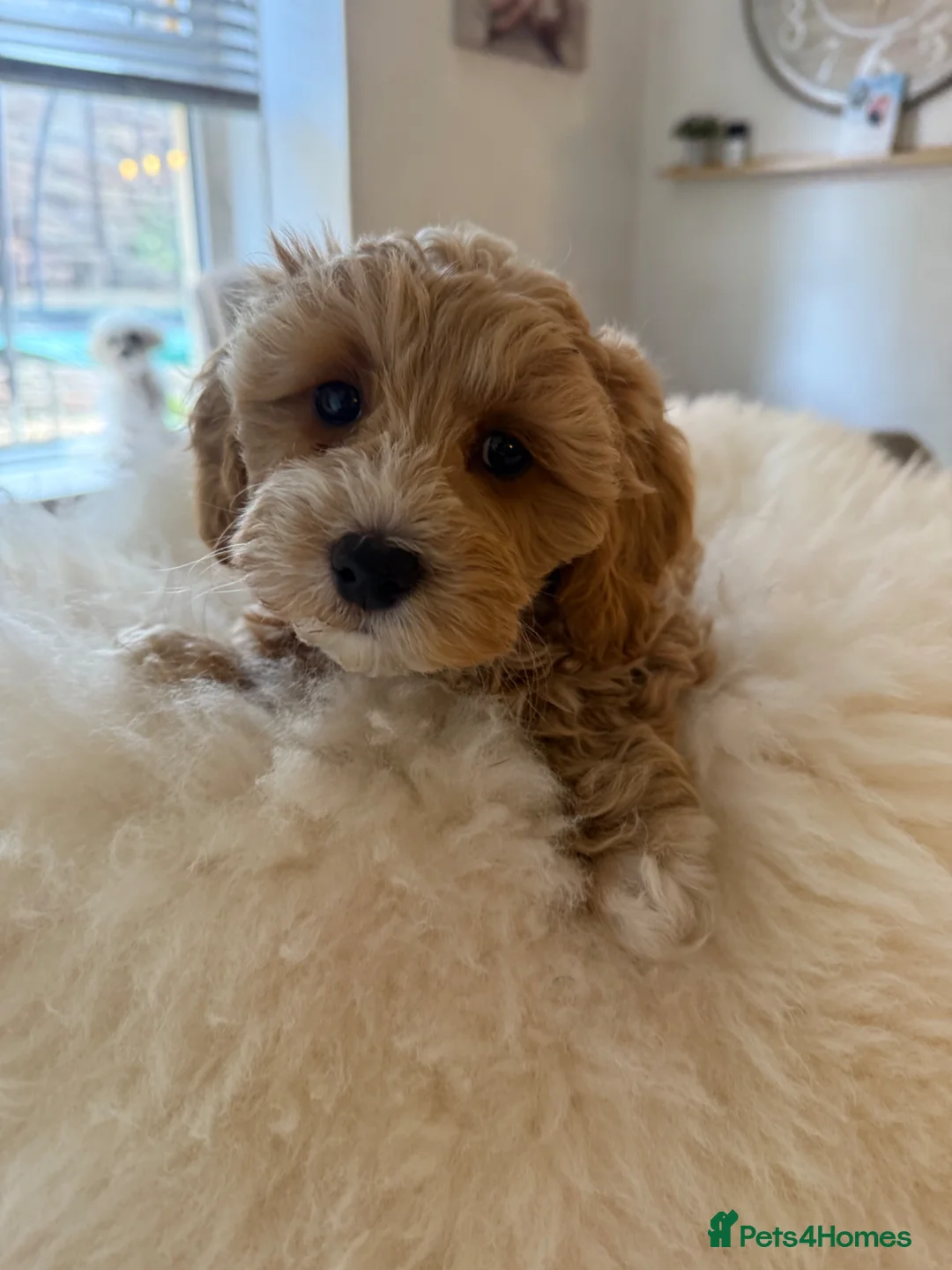 Maltipoo dogs for sale: Gorgeous Maltipoo Puppies 🐾💕 - Advert 26