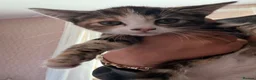 Mixed Breed cats for sale: 3 kittens for sale - Advert 12