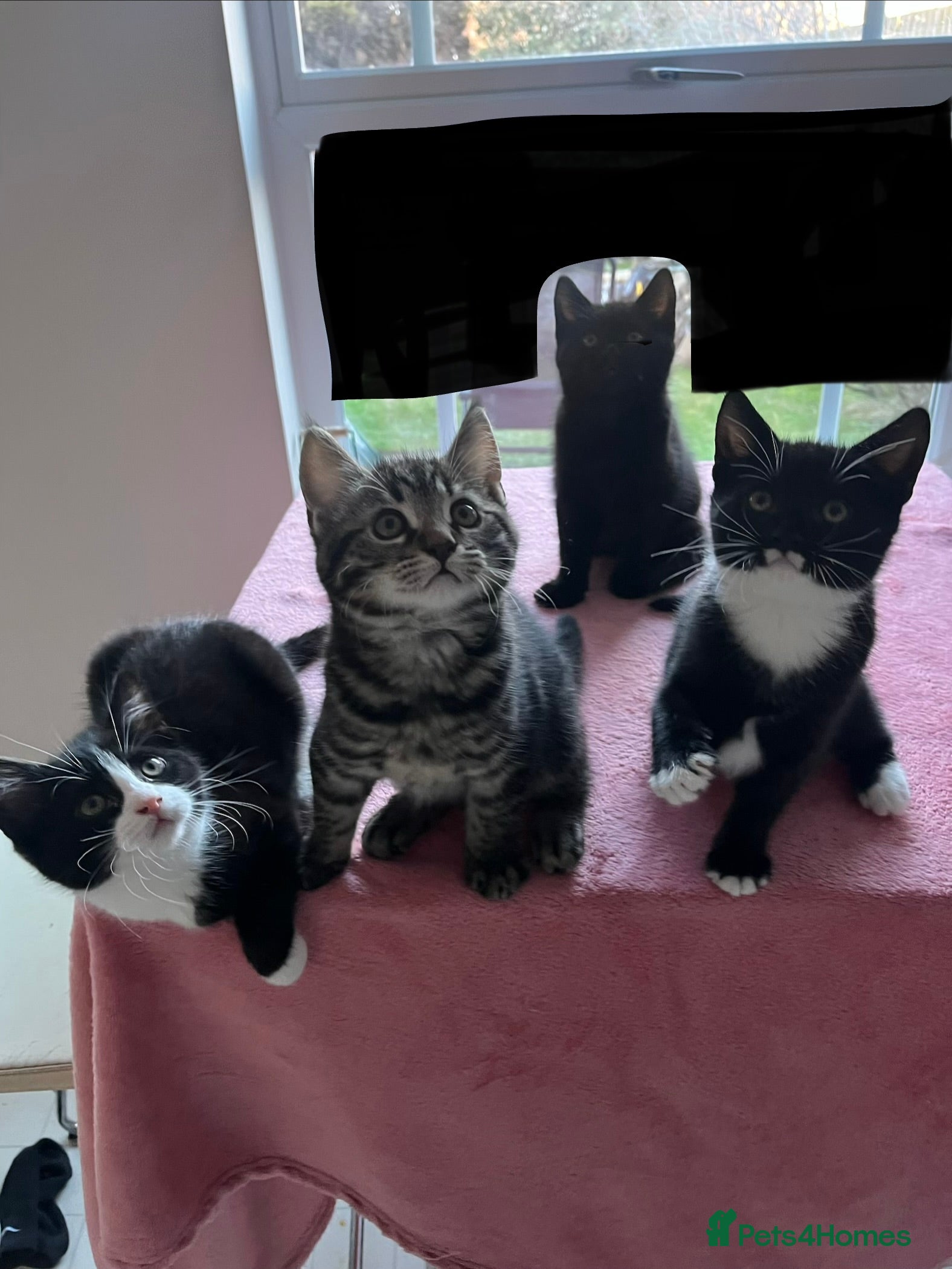 Mixed Breed cats 4 x Beautiful Playful Kittens Ready NOW - Advert 17