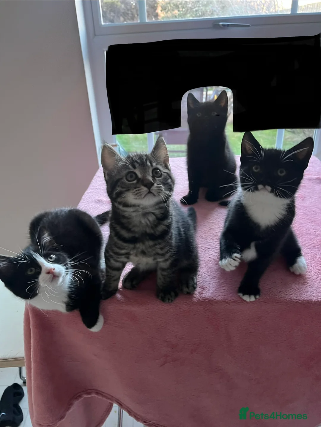 Mixed Breed cats for sale: 4 x Beautiful Playful Kittens Ready NOW - Advert 1