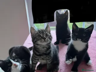 Mixed Breed cats 4 x Beautiful Playful Kittens Ready NOW - Advert 17