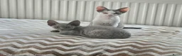 Devon Rex cats for sale: Dashing Devons - Advert 5