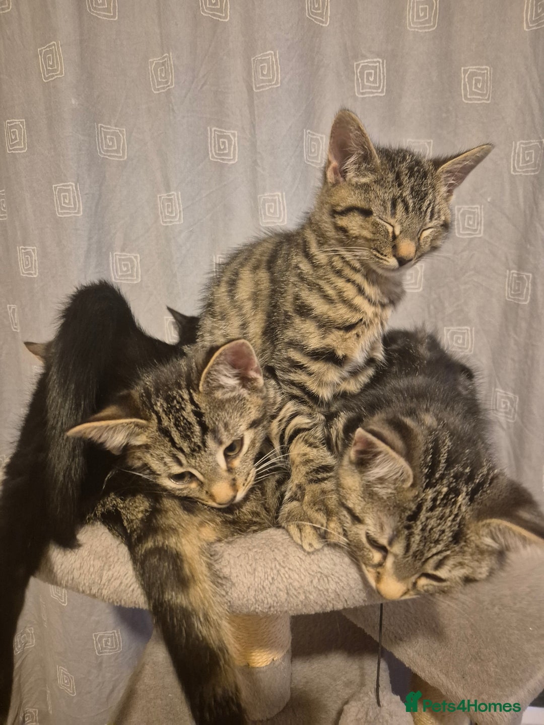 Mixed Breed cats for sale: 5 lovely affectionate kitten looking for home - Advert 5