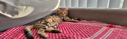 Bengal cats for sale: Bengal Kitten - 5 Month Female - Advert 9