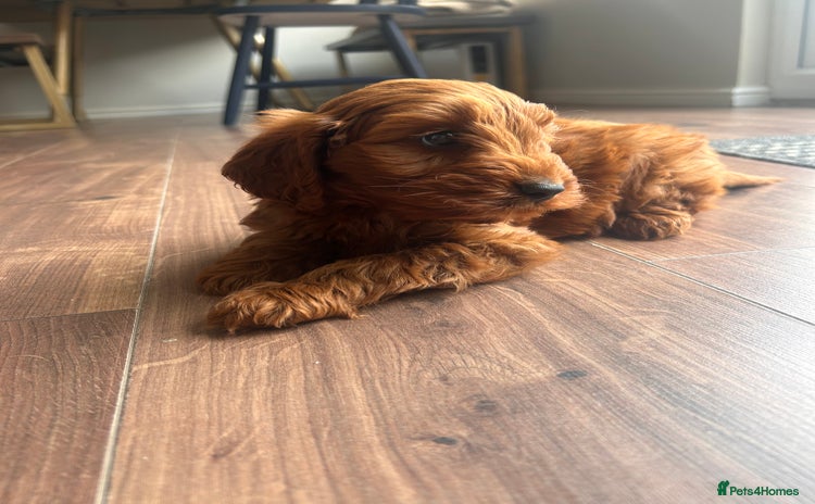 Cockapoo dogs - Advert 10