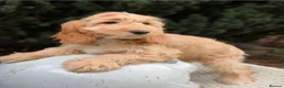 Cockapoo dogs for sale: Is this your new family member  - Advert 8