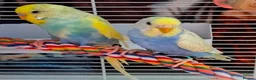 Parrots birds for sale: Well-Socialized Parrots-Intelligent and Active in Stirling - Advert 1