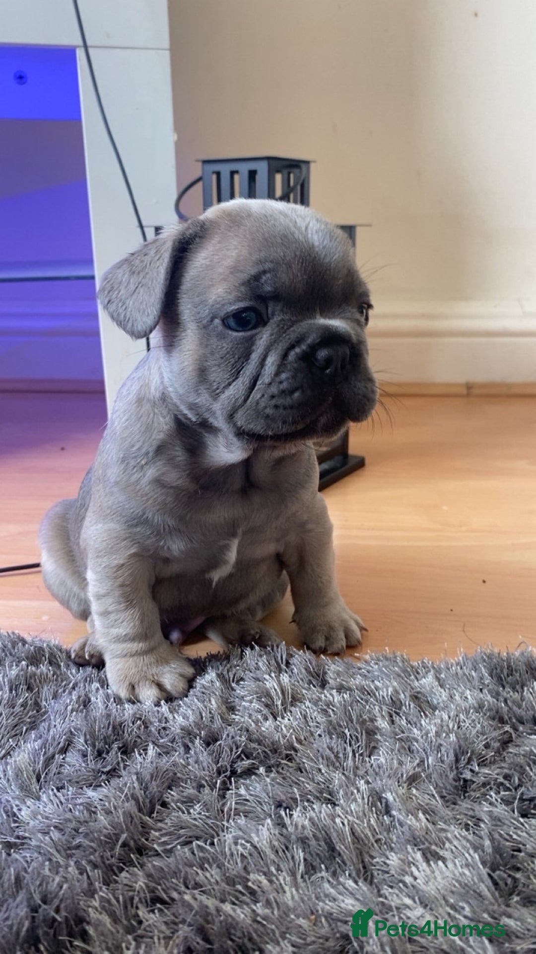 French Bulldog dogs for sale: French bulldog puppy’s  - Image 5