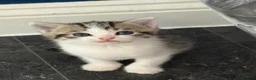 Domestic Shorthair cats for sale: Silver and white Tabby boy  - Advert 3
