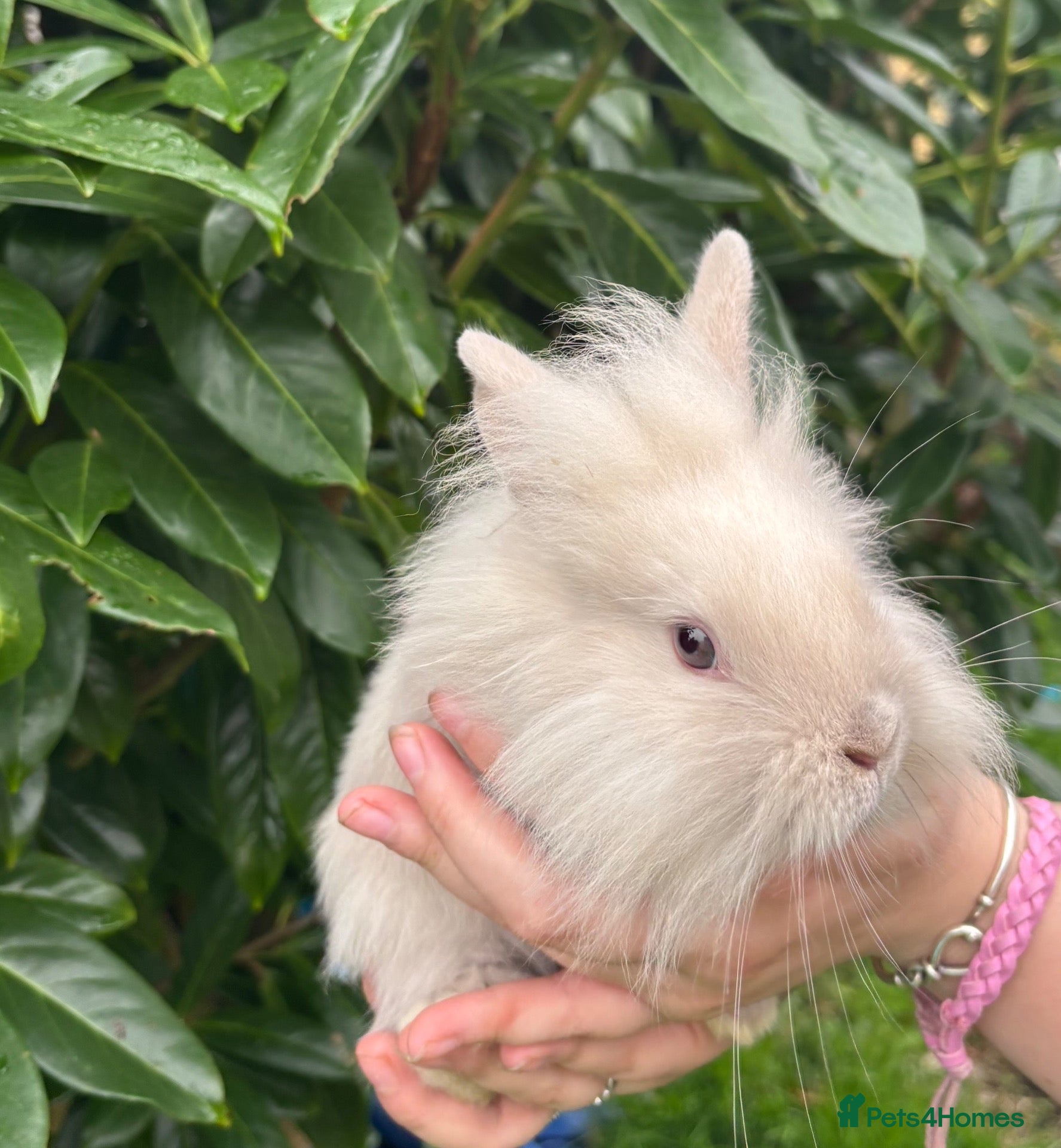 Lionhead rabbits Last Lionhead Baby - Advert 11