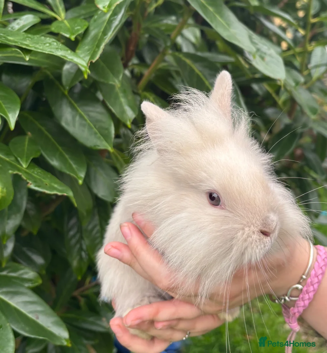Lionhead rabbits for sale: Last Lionhead Baby - Advert 1