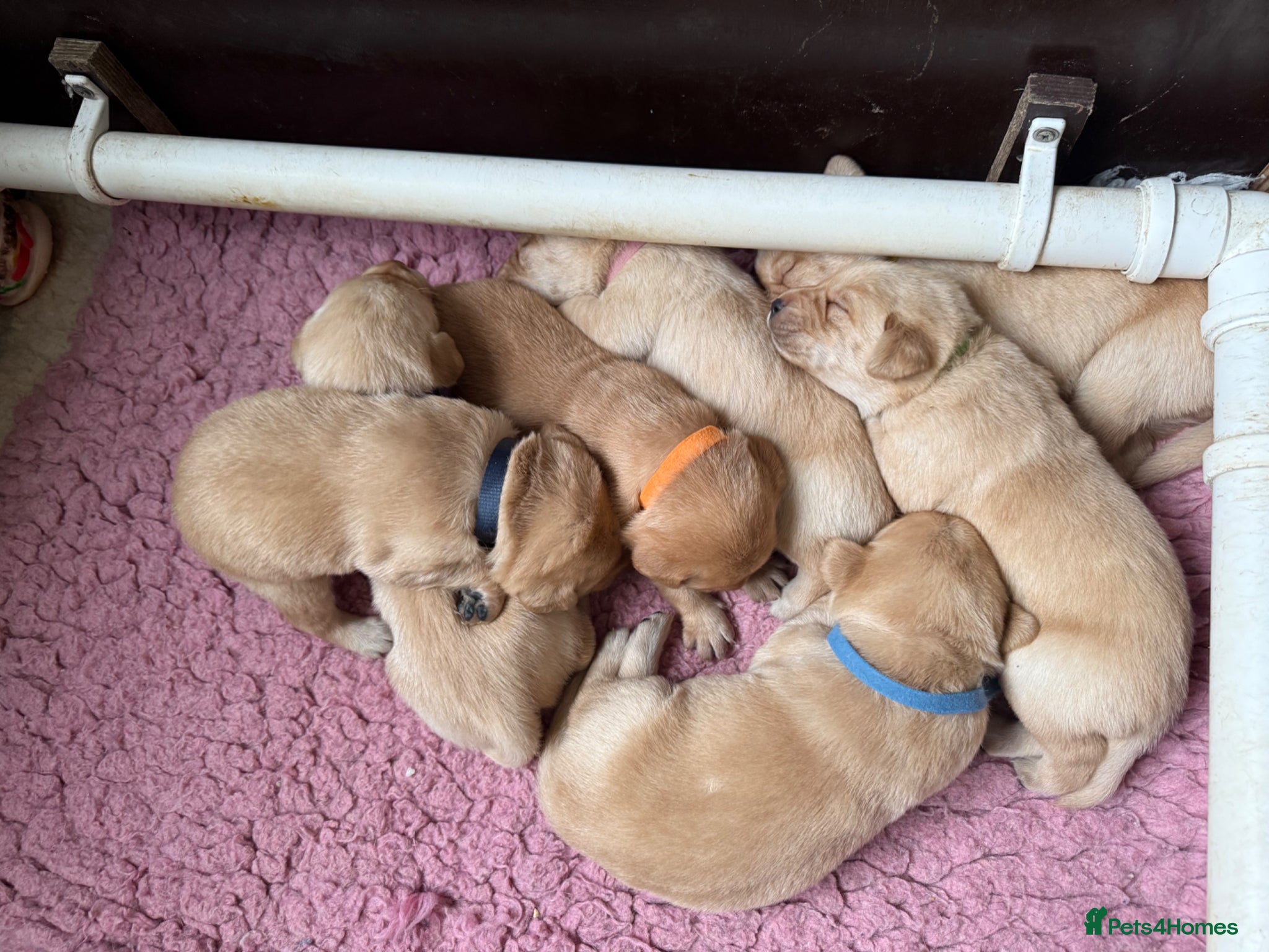 Labrador Retriever dogs K.C.Reg Superb Labrador Puppies - Advert 2