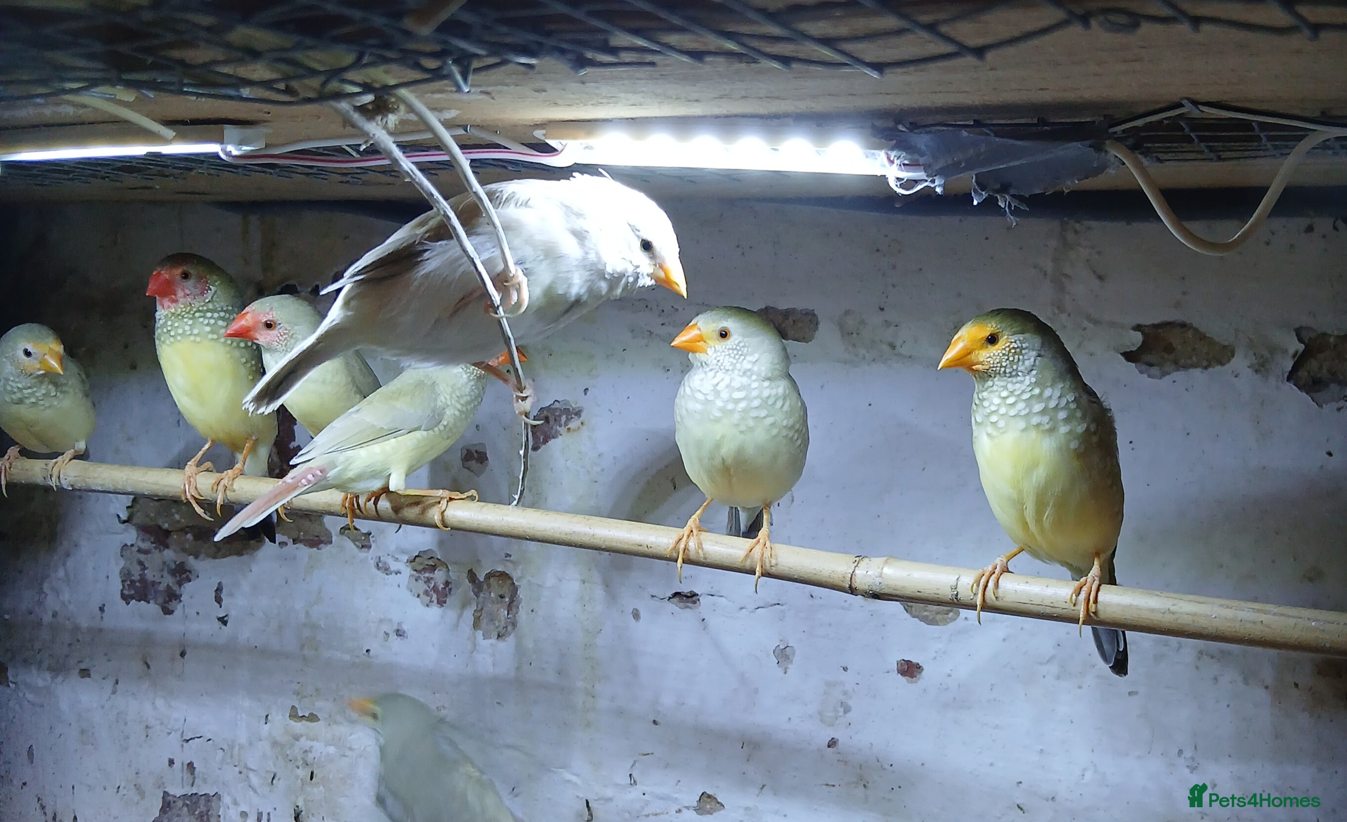 Finches birds Starfinch mutations  - Advert 1