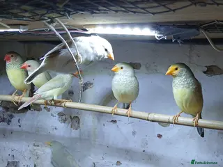 Finches birds Starfinch mutations - Advert 2