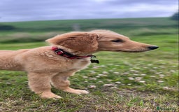 Golden Retriever dogs for sale: Special home needed - KC Golden Retriever Male   in Knighton - Image 4