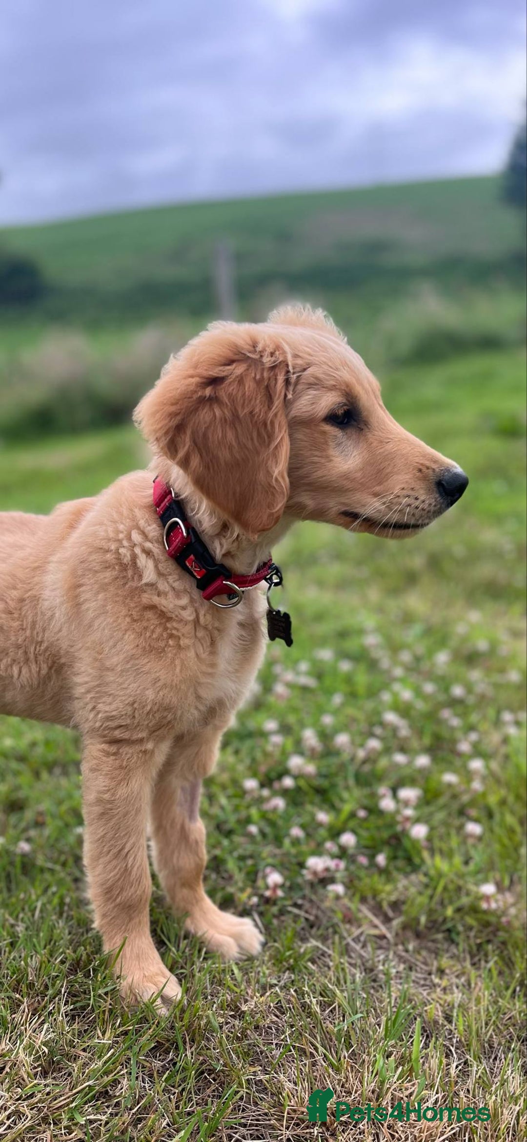 Golden Retriever dogs for sale: Special home needed - KC Golden Retriever Male   in Knighton - Image 4