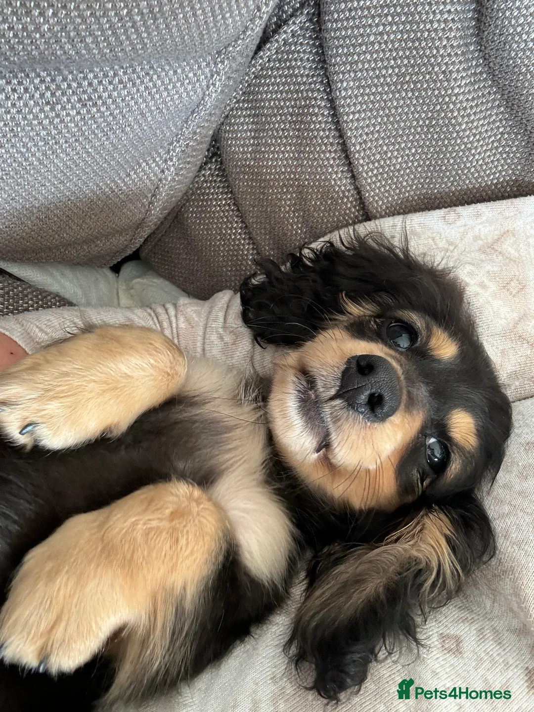 Miniature Dachshund dogs for stud: KC registered IRON MAN ready for stud duties - Advert 2