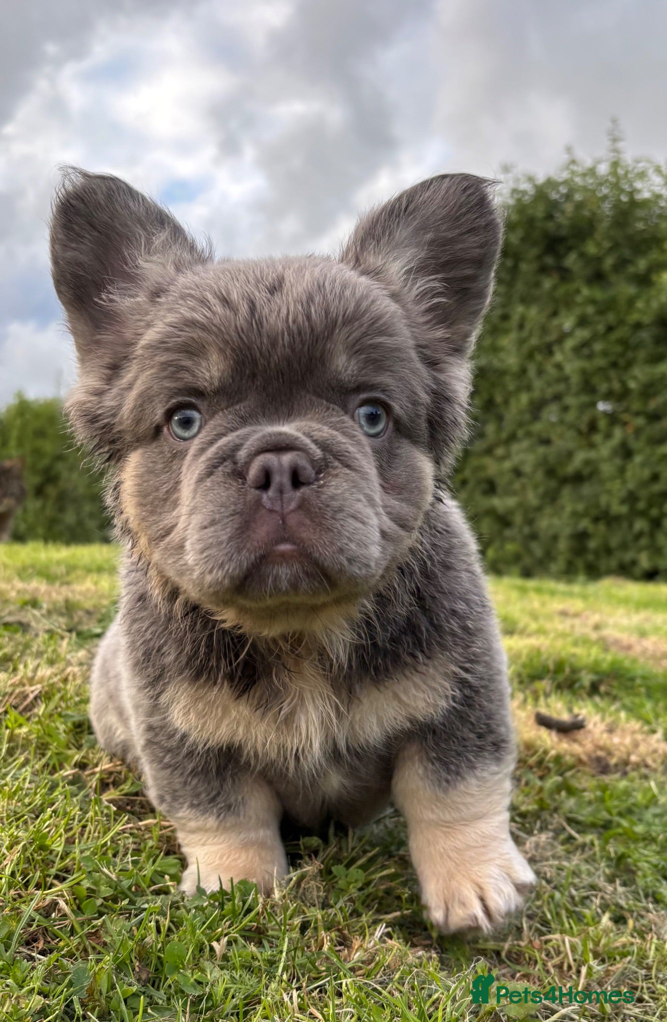 French Bulldog dogs French Bulldog Puppies KC registered  - Advert 5
