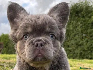 French Bulldog dogs French Bulldog Puppies KC registered - Advert 5
