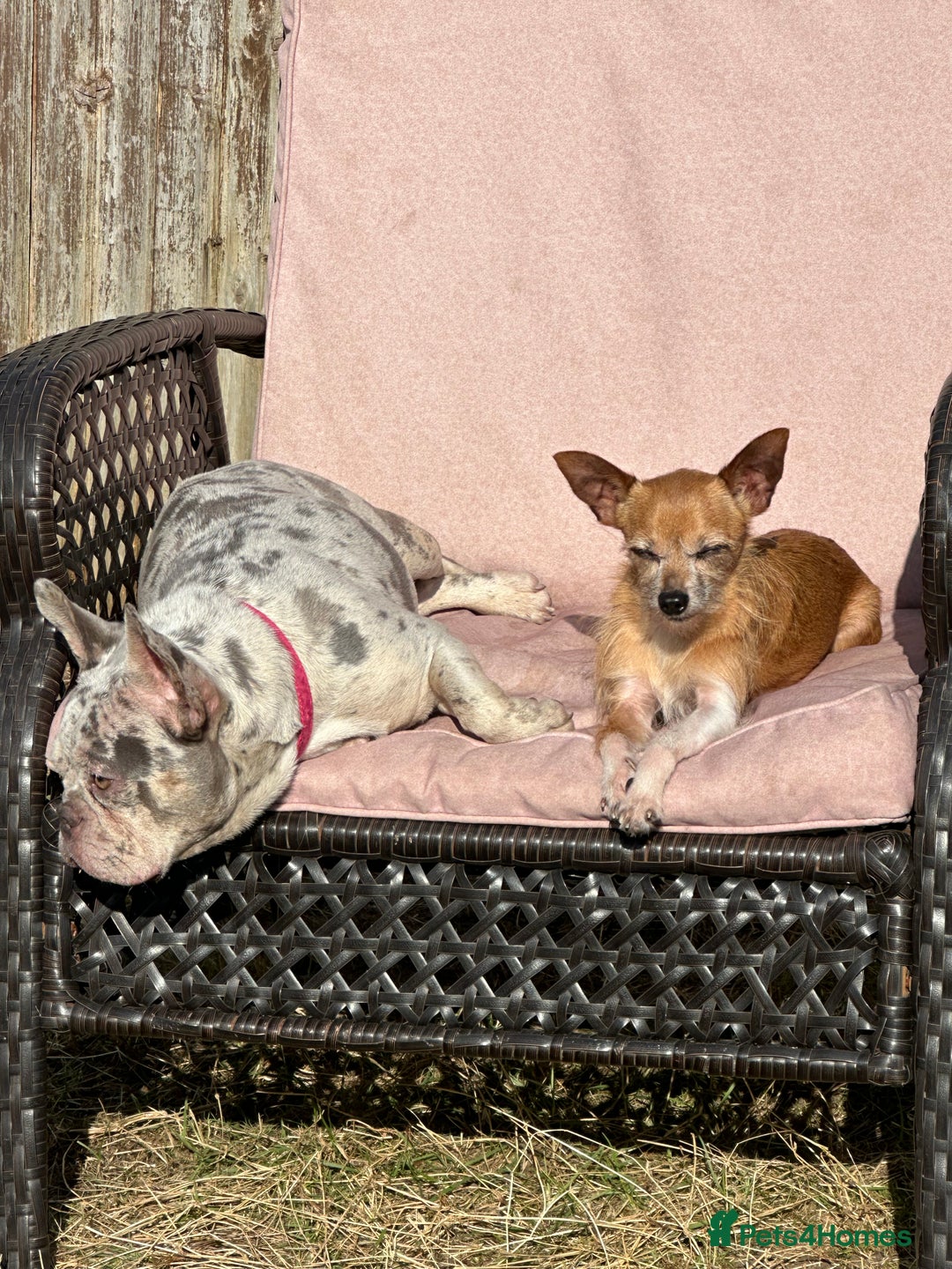 French Bulldog dogs for sale: Merle French bulldog - Image 4