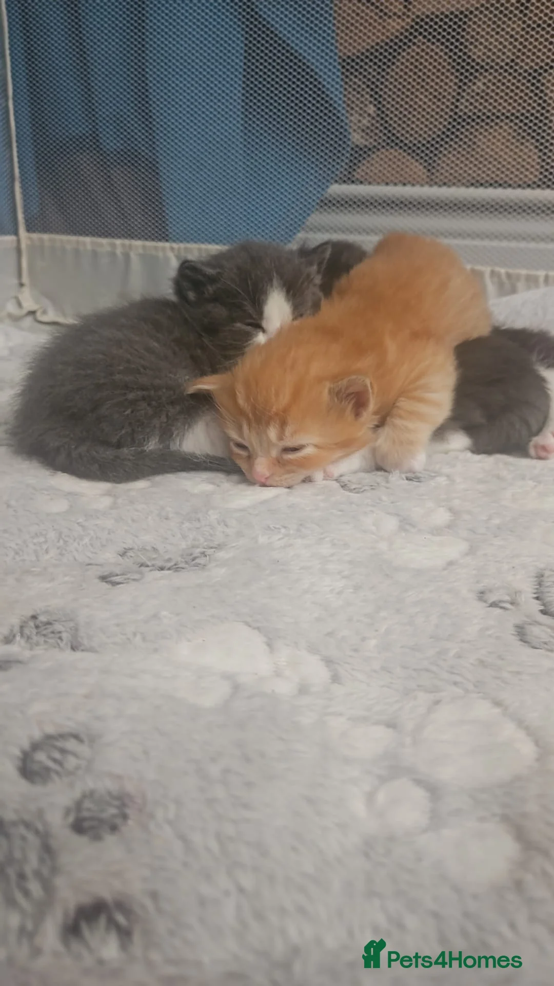 Ragdoll cats for sale: Ragdoll cross kittens  in Clacton-on-Sea - Advert 2