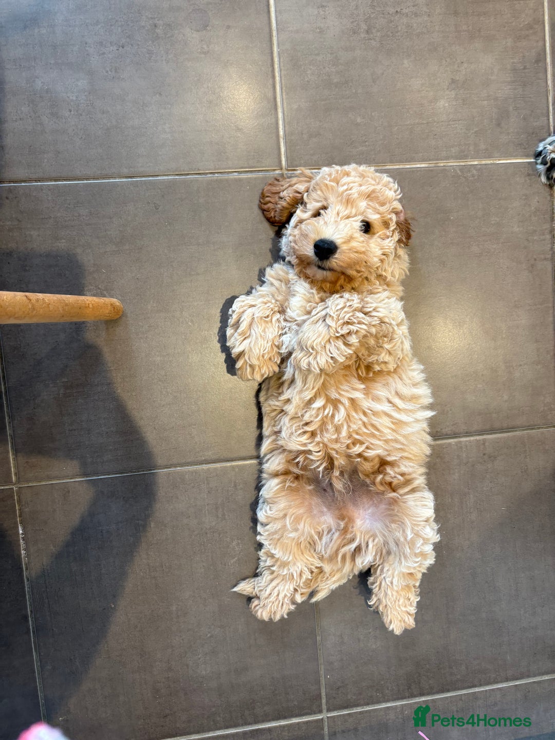Cockapoo dogs for sale: *** Re-Home *** F1B male cockapoo pup - Advert 5