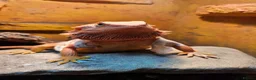 Bearded Dragon reptiles for sale: 2yr old Female bearded dragon Red Translucent - Advert 8