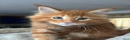Maine Coon cats for sale: Ready Now TICA Registered Maine Coon Kittens Red - Advert 8