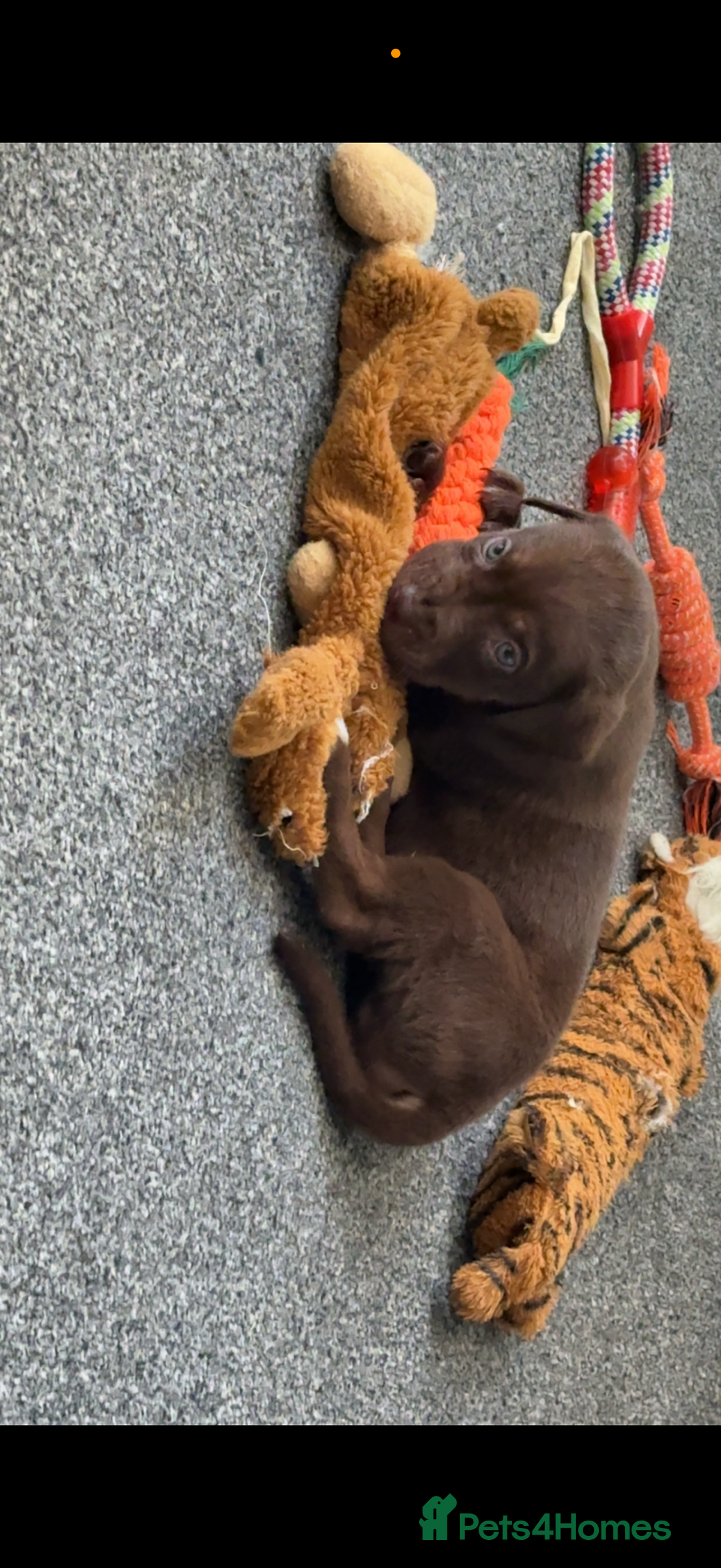 Mixed Breed dogs for sale: Labrador cross  - Image 13