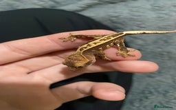 Gecko reptiles for sale: 1 Lily whiteNew baby geckos ready msg for new pics - Advert 3