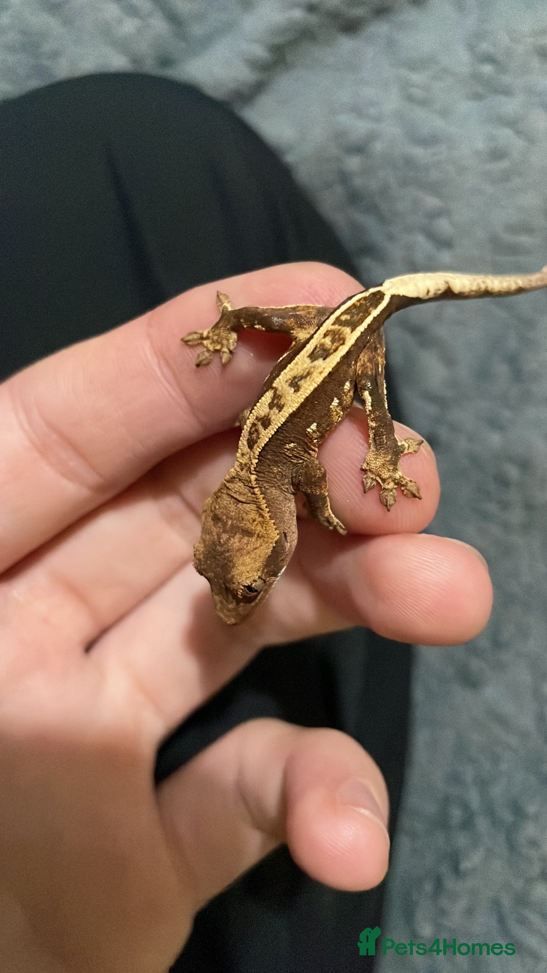 Gecko reptiles for sale: 1 Lily whiteNew baby geckos ready msg for new pics - Advert 3