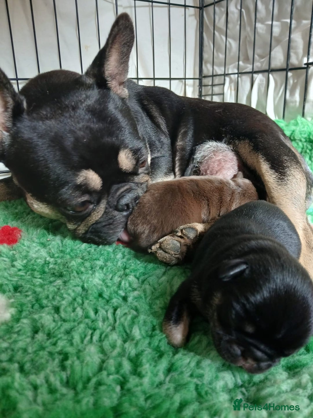 Frug dogs for sale: ♥️One adorable baby frug left ♥️ - Advert 3