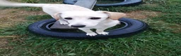 Mixed Breed dogs for adoption: ❤️🐶 JUNE – A LITTLE SUN-RAY SMALL 7 MONTHS GIRL - Advert 17