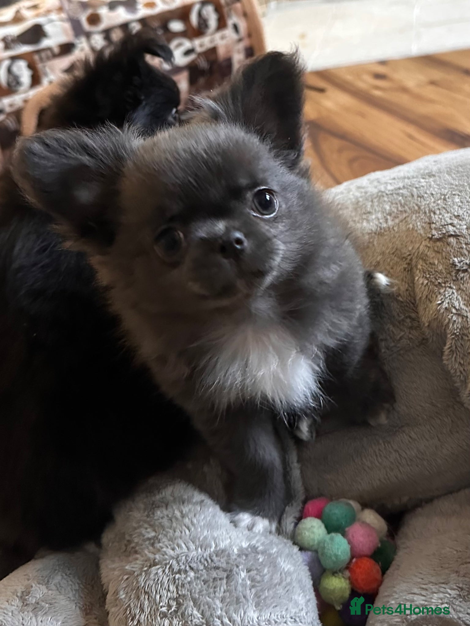 Chihuahua dogs Long hair, beautiful chihuahuas - Advert 17