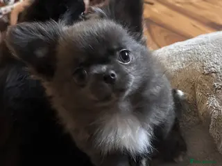 Chihuahua dogs Long hair, beautiful chihuahuas - Advert 17