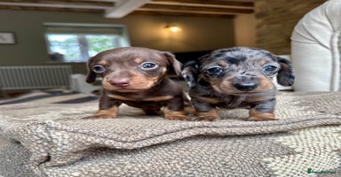 Miniature Dachshund dogs - Advert 1