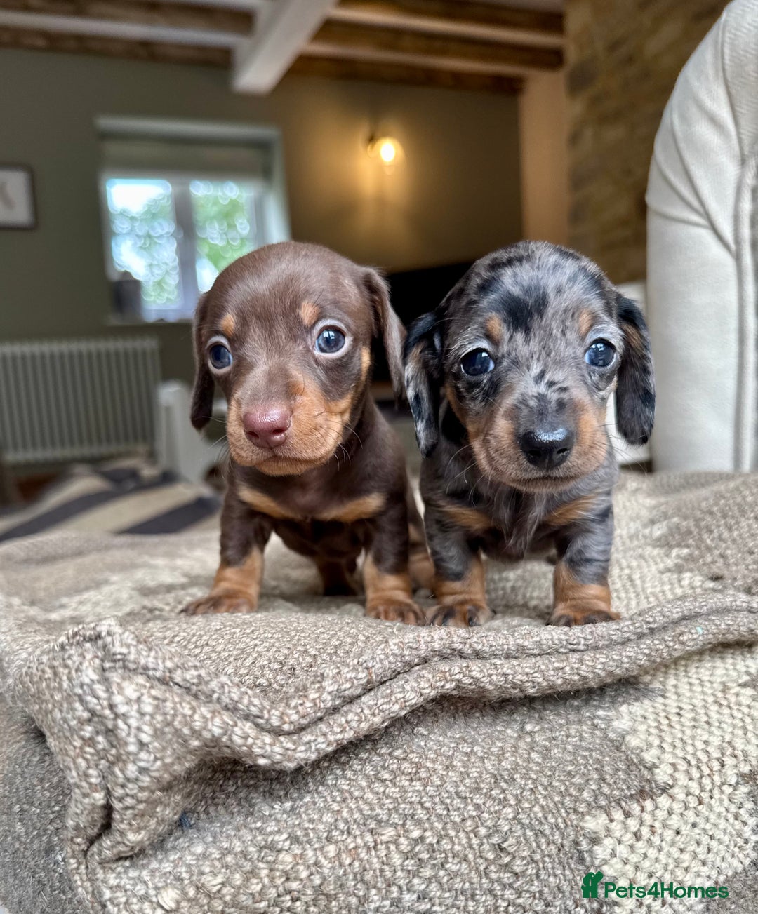 Miniature Dachshund dogs for sale: KC champ lines miniature smooth dachshund puppies - Image 3